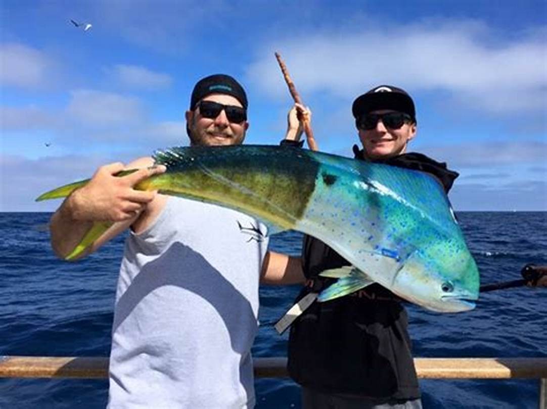 Seaforth Sportfishing Fish Count