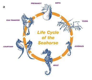 seahorse life cycle diagram