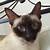 seal point chocolate point siamese