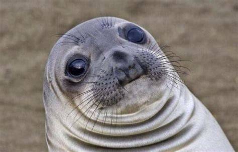PPPPoker Face Lady Gaga cant look this good Squeamish Seal Make a Meme