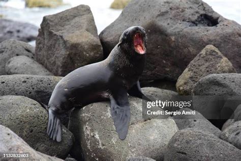 Seal Pup Barking