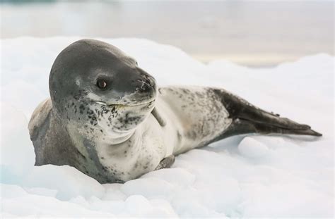 seal species in antarctica