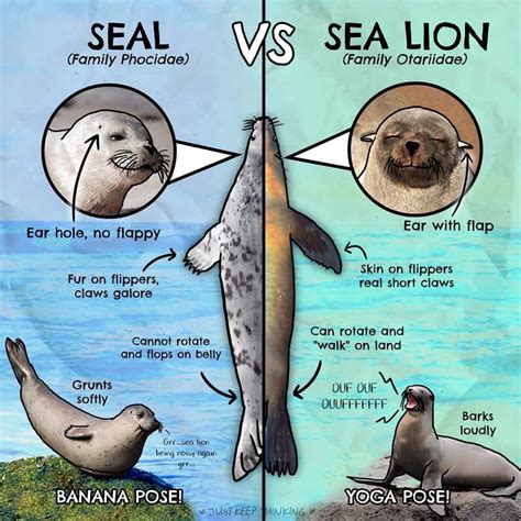 seal vs sea lion ears