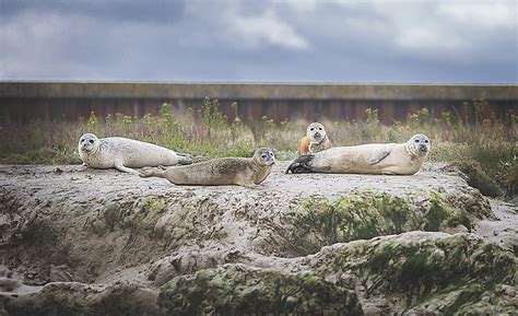 seal watching in essex