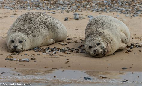 Seal With Blubber