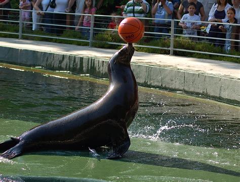 Seals Doing Tricks
