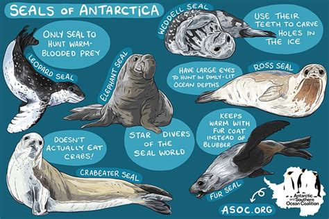 seals in antarctica facts for kids