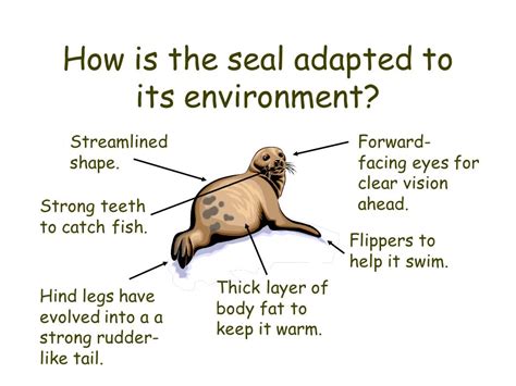Seals Of Adaptations