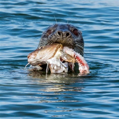 Seals When The Function Has Fish