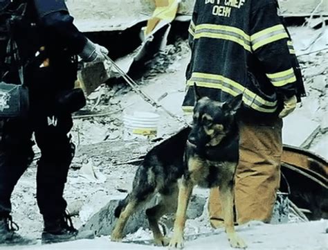 search and rescue dogs 911 depressed