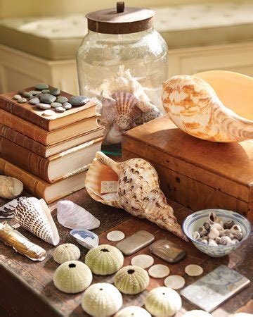 Seashell Collection Table