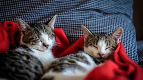 seattle pets craigslist