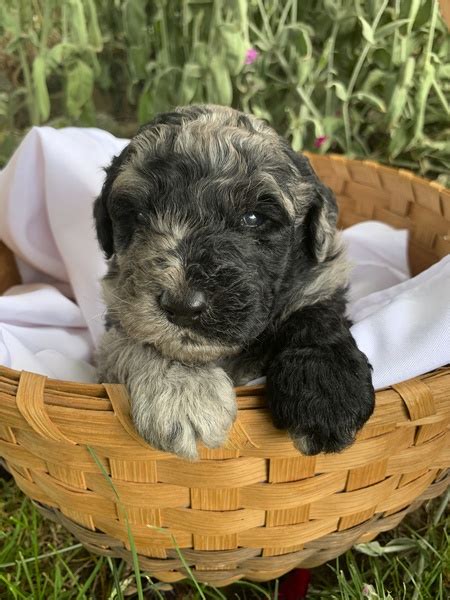 seattle times puppies for sale