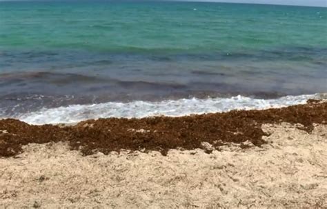 Seaweed assaults South Florida beaches EHN