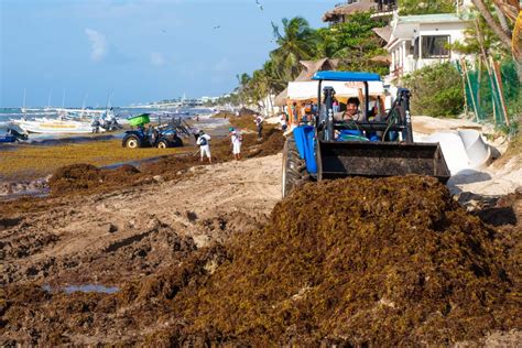 Seaweed continues to affect businesses in Cancún The Yucatan Times