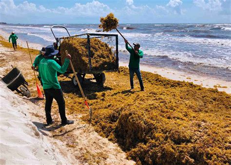 Sargassum Seaweed in the Riviera Maya