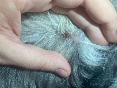 sebaceous cyst dog popped