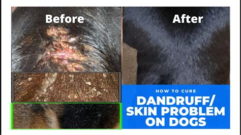 seborrheic dermatitis in dogs pictures