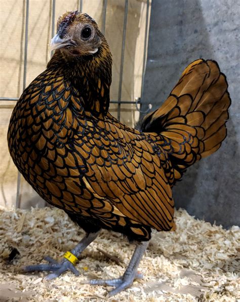 Sebright Bantam Hen
