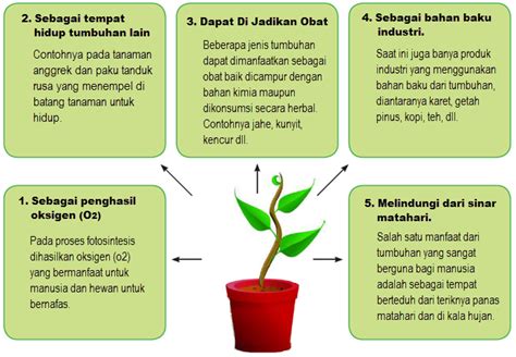 5 Manfaat Air bagi Tumbuhan yang Jarang Diketahui