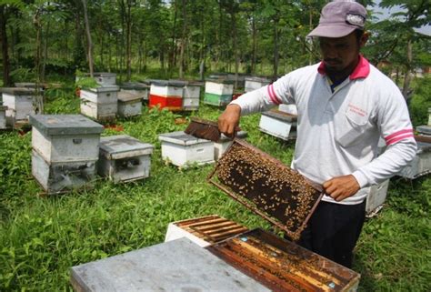 Temukan Manfaat Budidaya Lebah Madu yang Jarang Diketahui