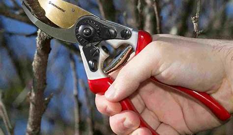 Secateurs Picture Deluxe Bypass Gardening, Pruning Etc GD069 NEW