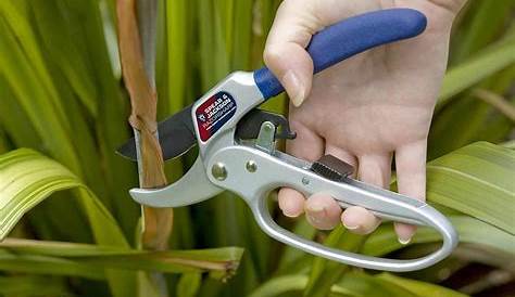 Secateurs Uses & How to Maintain them Guide)