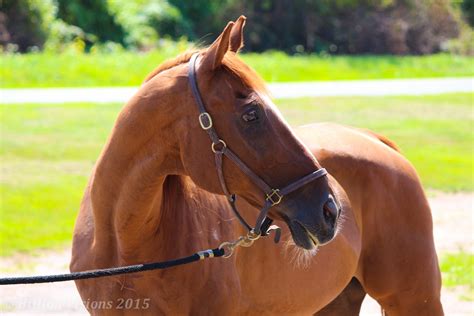 second chance equine rescue