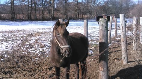second chance horse rescue near me
