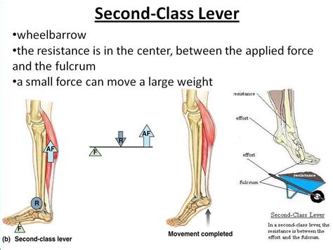 Second Class Lever Examples Body