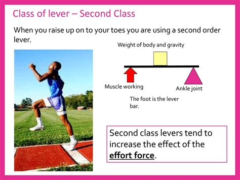 Second Class Lever Examples Pe