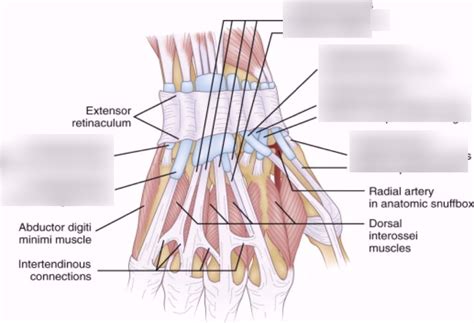Second Extensor Compartment Release