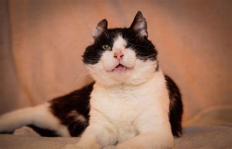 Viral Second Hand It Tiere