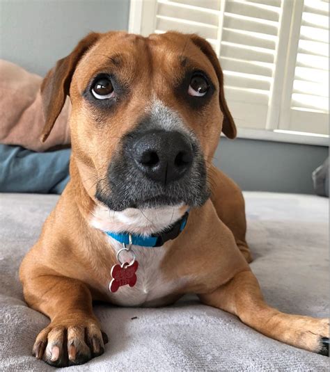 Second Leash On Life San Diego