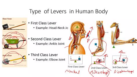 Second Order Lever Examples In Human Body