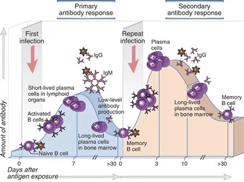 secondary and primary antibody response