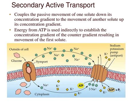 Secondary Transport Examples