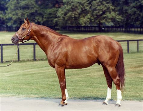 secretariat race horse pedigree