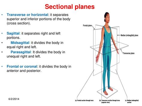 Section Anatomical Definition