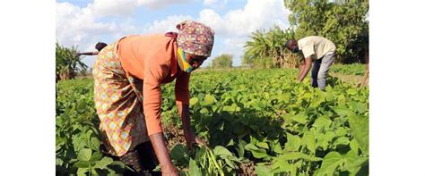sector agrario em mocambique