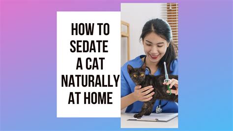 sedate cats