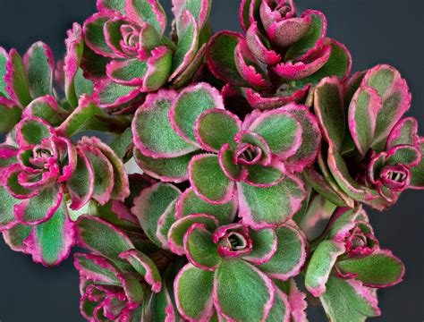 Sedum Plant Care & Growing Guide