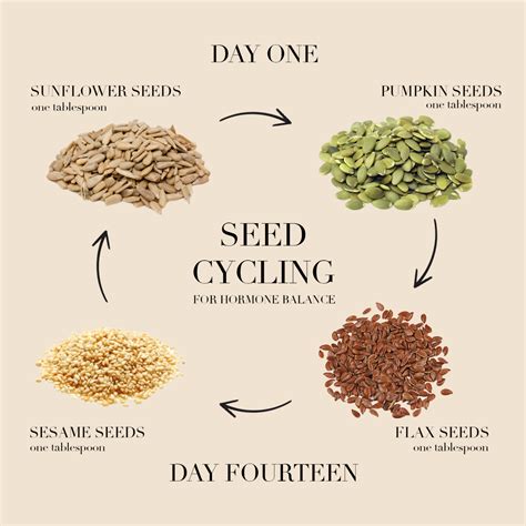Seed Cycling to Support Healthy Menstruation City Lifestyle
