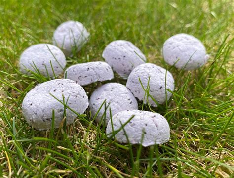 Seed Bombs Without Blender