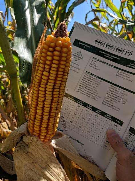 seed corn companies in ohio