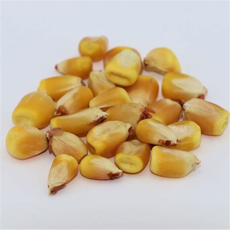 seed corn for sale near me reviews