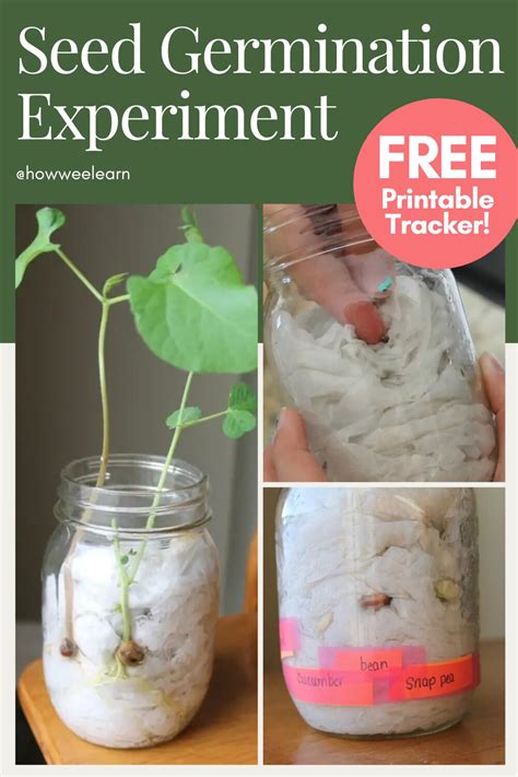 Seed Germination Lab