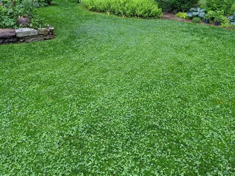 seeding lawn with clover