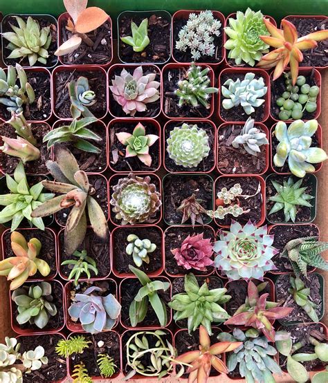 How to Grow a Succulent from Seeds in 2020 Succulent seeds, Succulent