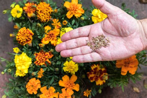 seeds from marigold plants